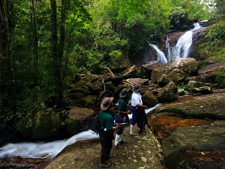 Deniyaya Sinharaja Rain Forest Sri Lanka