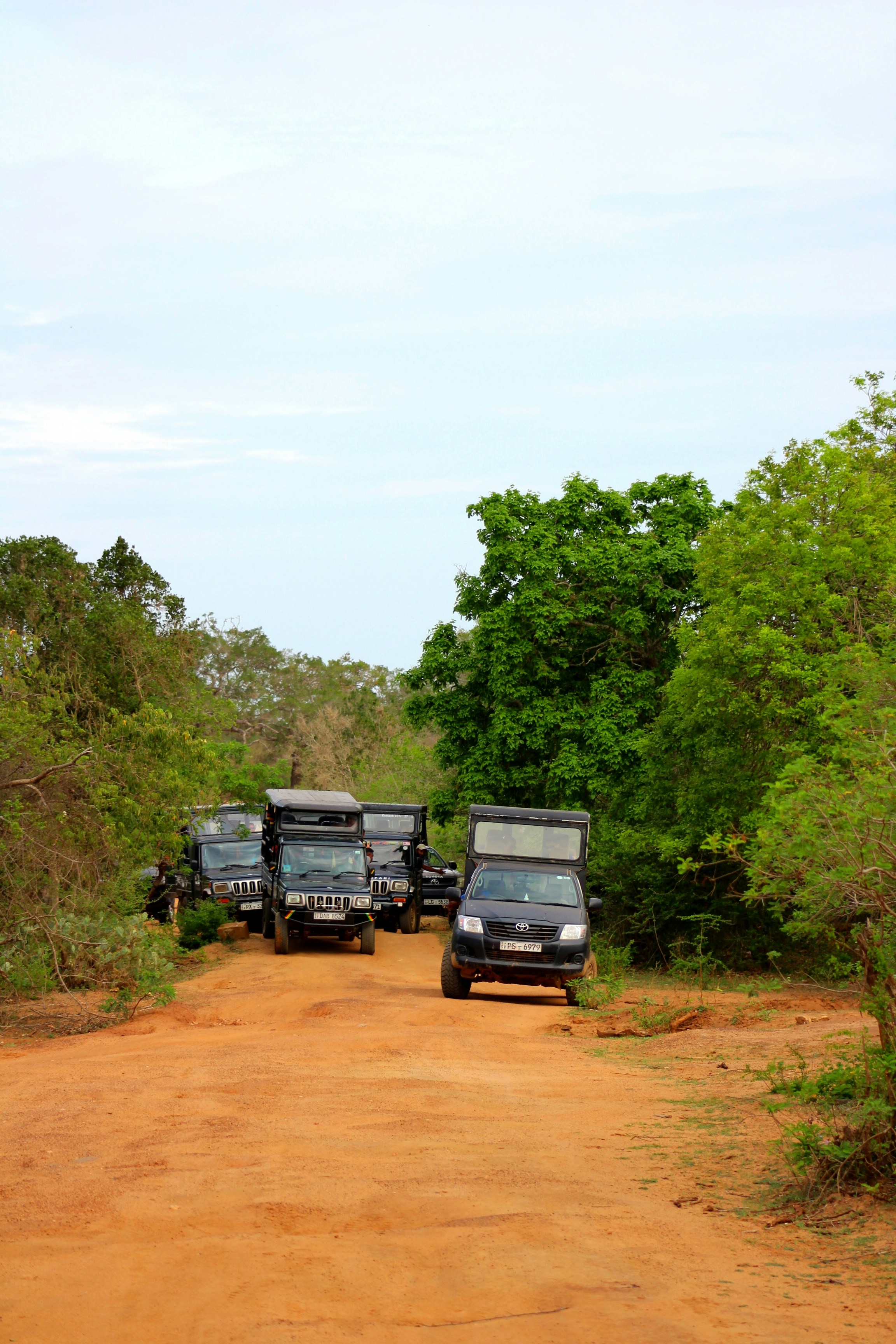 Yala safari